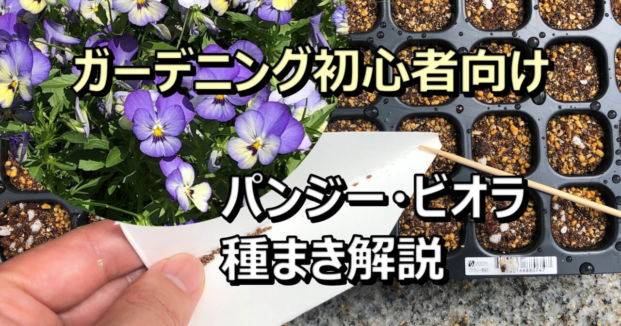パンジー ビオラを種から育ててみよう 種まきしてみた 雑木と芝生の庭diy