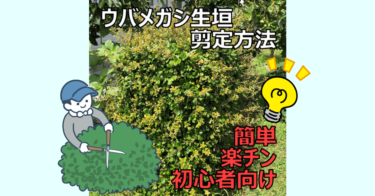 初心者向け ウバメガシの生垣のお手入れ方法 刈り込み 剪定 雑木と芝生の庭diy