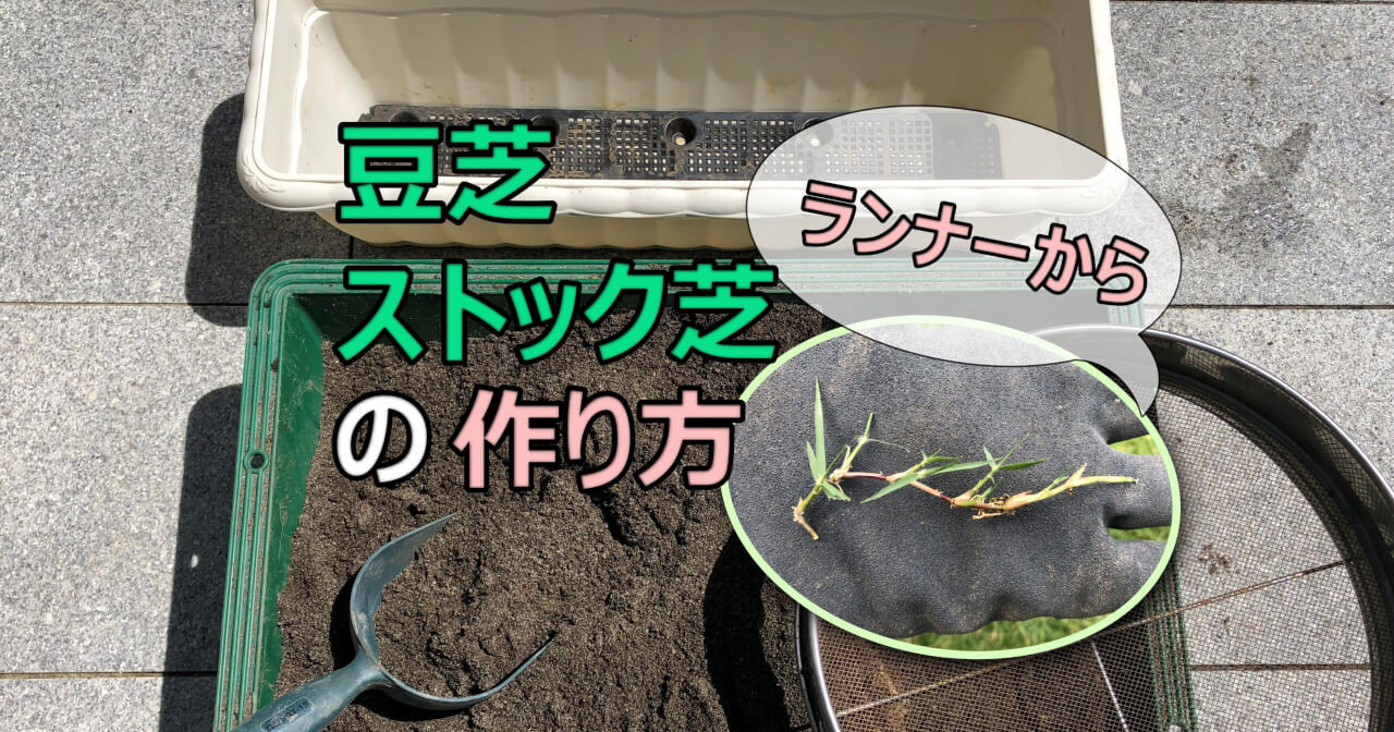 豆芝 ストック芝の作り方 使い方 プランターで補修用の芝生を育てる 雑木と芝生の庭diy