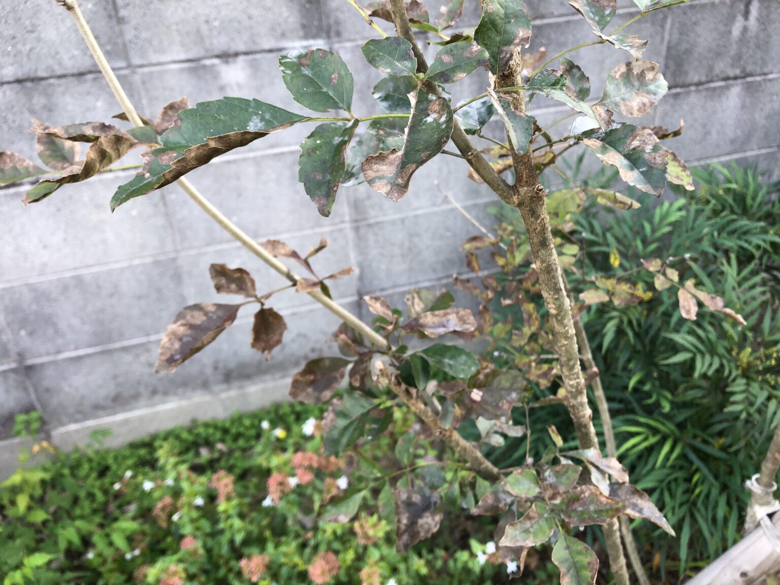 【落葉】アオダモが枯れる理由と対策【土壌改良】 | 雑木と芝生の庭DIY