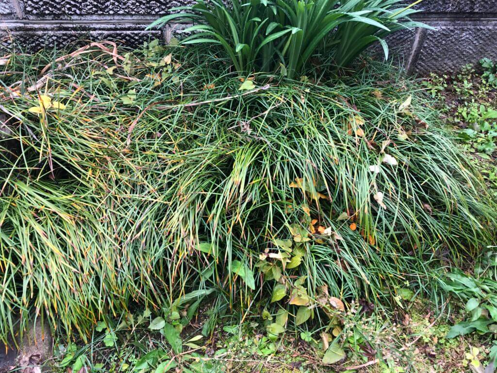 【玉竜】タマリュウの育て方＠日陰最強のグランドカバー | 雑木と芝生の庭DIY